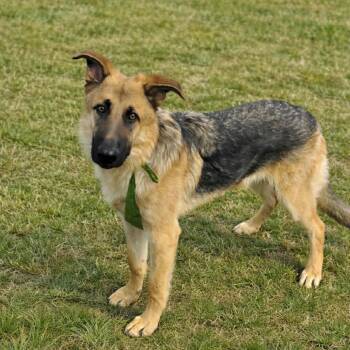 German Shepherd Dog Dogs Available for Adoption - Trigger (26-136) | PetCurious