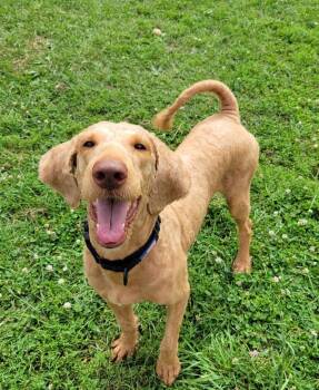 Butch -  Goldendoodle Dog for Adoption in Lisbon, Ohio - Butch | PetCurious
