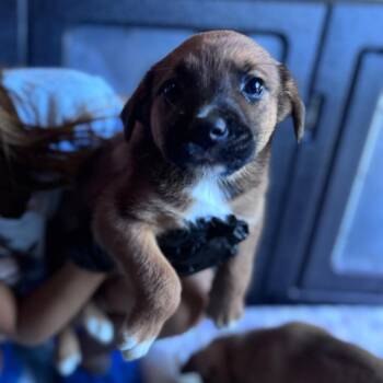 Arizona -  Mixed Breed Dog Available for Adoption in Tacoma, Washington - Arizona | PetCurious