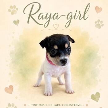 Raya girl (Dallas) -  Yorkshire Terrier and Chihuahua Dog for Adoption in Houston, Texas - Raya Girl (Dallas) | PetCurious
