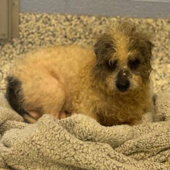 Chihuahua and Mixed Breed Dogs Available for Adoption - Snoopy | PetCurious