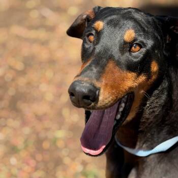 Dudley -  Doberman Pinscher Dog for Adoption in Los Angeles, California - Dudley | PetCurious