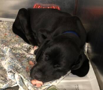 Scorpion -  Labrador Retriever and Hound Dog for Adoption in Parma, Ohio - Scorpion | PetCurious