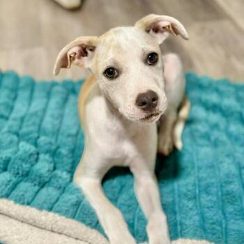 Tofu -  American Staffordshire Terrier Dog for Adoption in Austin, Texas - Tofu | PetCurious