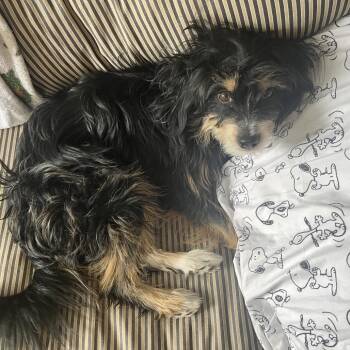 Jammy -  Mixed Breed and Terrier Dog for Adoption in Salt Lake City, Utah - Jammy | PetCurious