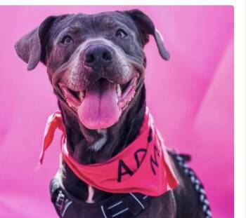 Rescue Mixed Breed Dogs for Adoption in Rayne, Louisiana - Acea | PetCurious