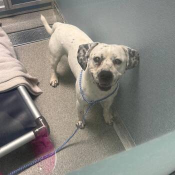 Witty -  Mixed Breed Dog for Adoption in Matteson, Illinois - Witty | PetCurious