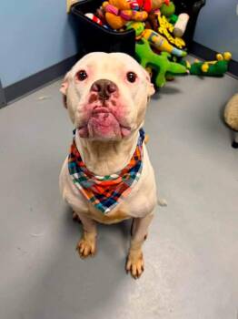 Patrick -  Terrier Dog for Adoption in Zanesville, Ohio - Patrick | PetCurious