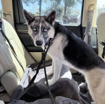 Frankie -  Cattle Dog and Husky Dog for Adoption in Davis, California - Frankie | PetCurious