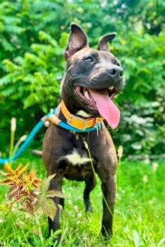 Sunshine -  Terrier Dog for Adoption in Waverly, Tennessee - Sunshine | PetCurious