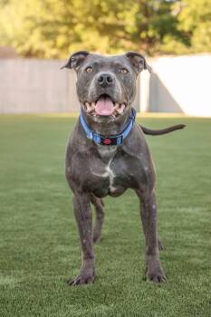 Pit Bull Terrier Dogs Available for Adoption in Eagle, Idaho - Toe | PetCurious