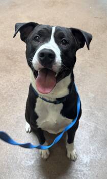 Rescue Pit Bull Terrier Dogs for Adoption in Sierra Vista, Arizona - Droopy | PetCurious