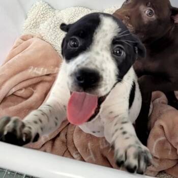 Cannoli -  Mixed Breed Dog for Adoption in Duncan, Oklahoma - Cannoli | PetCurious