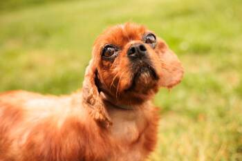 Cavalier King Charles Spaniel Dogs Available for Adoption in Gradyville, Kentucky - Linda | PetCurious