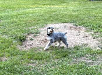 Miniature Schnauzer Dogs Available for Adoption in Brunswick, Maine - Ava | PetCurious
