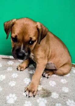 Amber -  Mixed Breed Dog for Adoption in Houston, Texas - Amber | PetCurious