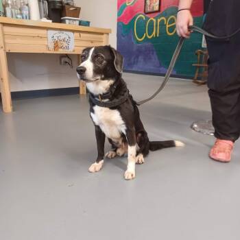 Rescue Black Labrador Retriever and Mixed Breed Dogs for Adoption in Peachtree City, Georgia - Lodge | PetCurious