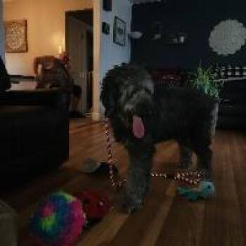 Dixie -  Sheep Dog Dog for Adoption in Monticello, New York - Dixie | PetCurious