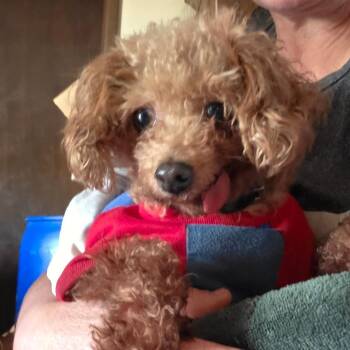 Poodle Dogs Available for Adoption - Henry | PetCurious