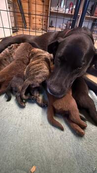Labrador Retriever and Mixed Breed Dogs Available for Adoption in Broomfield, Colorado - Comrie / Joe Exotic | PetCurious
