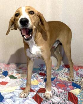 261392  Coosa -  Mountain Cur Dog for Adoption in Wetumpka, Alabama - 261392  Coosa | PetCurious