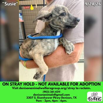 Susie -  Mixed Breed Dog for Adoption in Denison, Texas - Susie | PetCurious