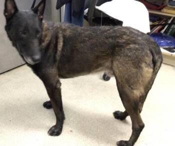 SPIKE -  Belgian Shepherd Malinois and Mixed Breed Dog for Adoption in Riverside, California - SPIKE | PetCurious
