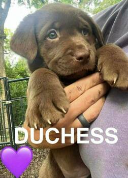 Labrador Retriever and Mixed Breed Dogs Available for Adoption in Broomfield, Colorado - Compheree / Duchess | PetCurious