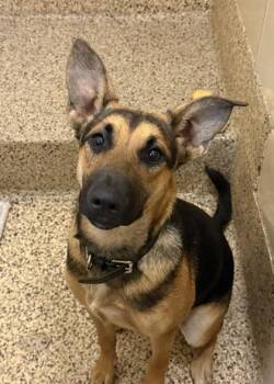 Janice 64833 -  German Shepherd Dog and Mixed Breed Dog for Adoption in Aiken, South Carolina - Janice 64833 | PetCurious