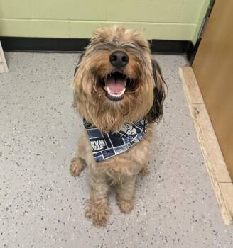 Australian Shepherd and Poodle Dogs Available for Adoption - Chewy | PetCurious