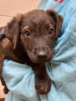 Code Red -  Mixed Breed Dog for Adoption in Wichita, Kansas - Code Red | PetCurious