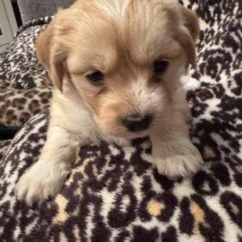 Miniature Poodle Dogs Available for Adoption - Honey | PetCurious