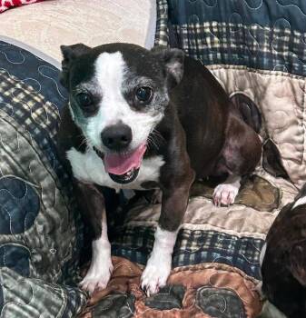 Pug and Chihuahua Dogs Available for Adoption - Lilly | PetCurious