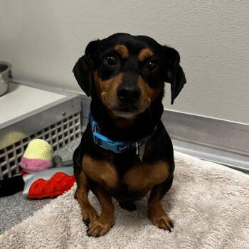 Chapo -  Mixed Breed Dog for Adoption in Oak Brook, Illinois - Chapo | PetCurious
