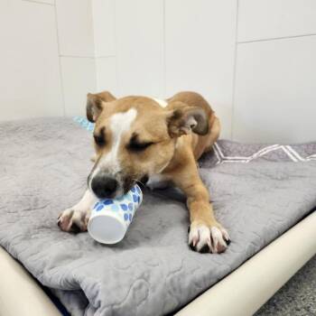 Eggroll -  German Shepherd Dog and Mixed Breed Dog for Adoption in Greenville, South Carolina - Eggroll | PetCurious