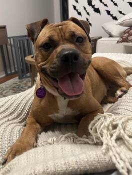 Rescue Boxer Dogs for Adoption in South Plainfield, New Jersey - Brownie | PetCurious