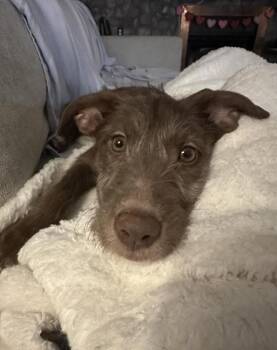 Labrador Retriever and Mountain Cur Dogs Available for Adoption - Birdie | PetCurious