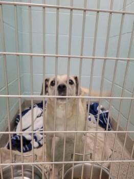 Coffee -  Parson Russell Terrier and Mixed Breed Dog for Adoption in Fishers, Indiana - Coffee | PetCurious
