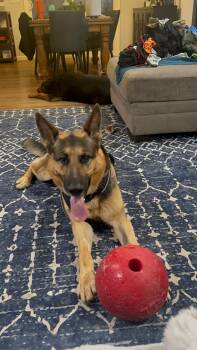 German Shepherd Dog Dogs Available for Adoption - Max | PetCurious