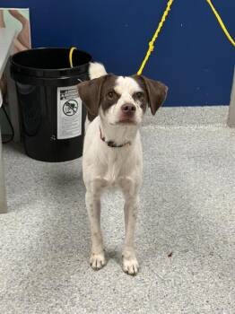 SOLO -  Cavalier King Charles Spaniel and Chihuahua Dog for Adoption in Pasadena, Texas - SOLO | PetCurious