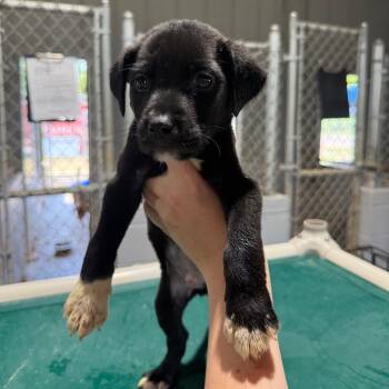 Toad 061604A -  Labrador Retriever Dog for Adoption in Amory, Mississippi - Toad 061604A | PetCurious