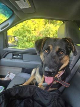 Maggie -  German Shepherd Dog Dog Available for Adoption in Salisbury, Maryland - Maggie | PetCurious
