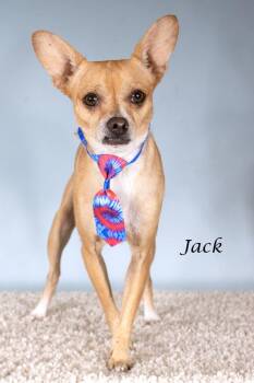 Jack -  Chihuahua and Shepherd Dog for Adoption in Gilbert, Arizona - Jack | PetCurious