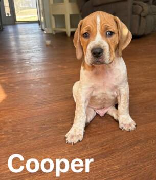 English Coonhound and Hound Dogs Available for Adoption - Cooper | PetCurious