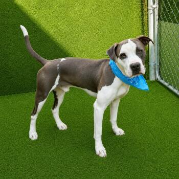 Felix -  American Staffordshire Terrier and Mixed Breed Dog for Adoption in Oak Point, Texas - Felix | PetCurious
