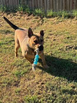 Boone (Scott-Fostered in TN) -  Pit Bull Terrier Dog for Adoption in Brighton, Tennessee - Boone (Scott-Fostered In TN) | PetCurious