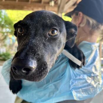 Mixed Breed Dogs Available for Adoption in Hendersonville, North Carolina - Cole | PetCurious