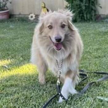 Whisper -  Australian Shepherd Dog Available for Adoption in Redwood Valley, California - Whisper | PetCurious