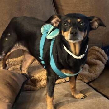 Miniature Pinscher Dogs Available for Adoption in Carrollton, Texas - PRINCESS | PetCurious