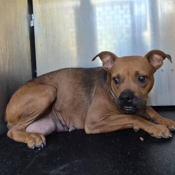 Rescue Boxer Dogs for Adoption in San Antonio, Texas - Shakira | PetCurious